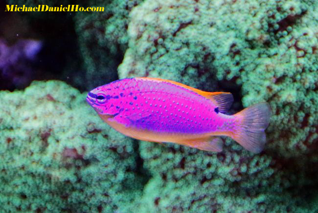 tropical fish