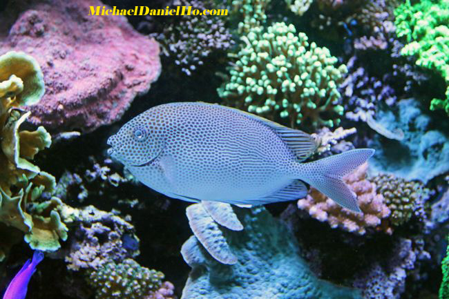 tropical fish