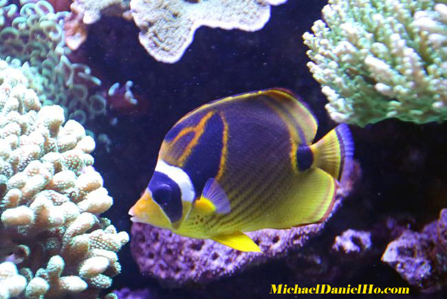 tropical fish