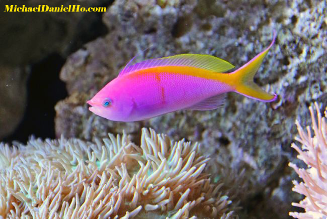 tropical fish photo