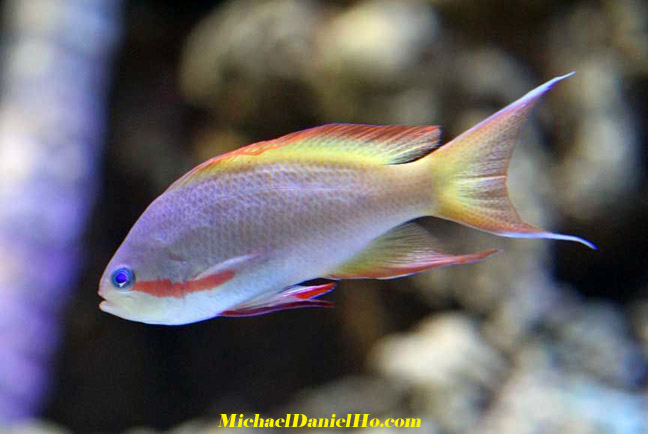 tropical fish