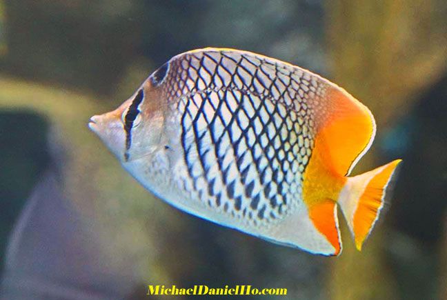 tropical fish