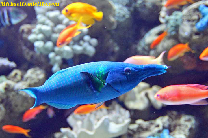 tropical fish pic