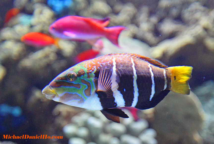 picture of tropical fish