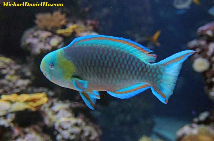 tropical fish photo