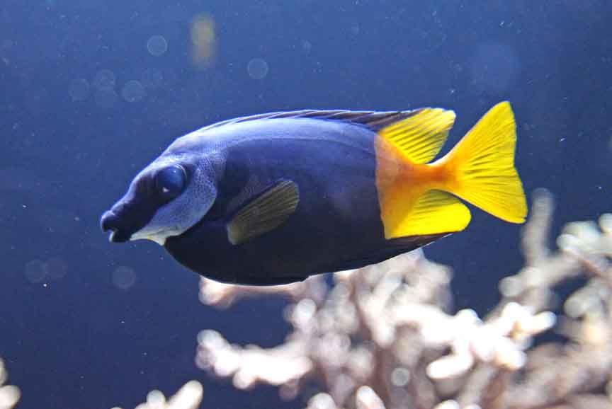 picture of tropical fish