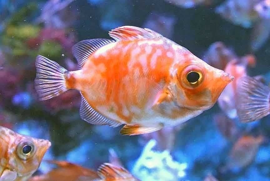 photo of tropical fish