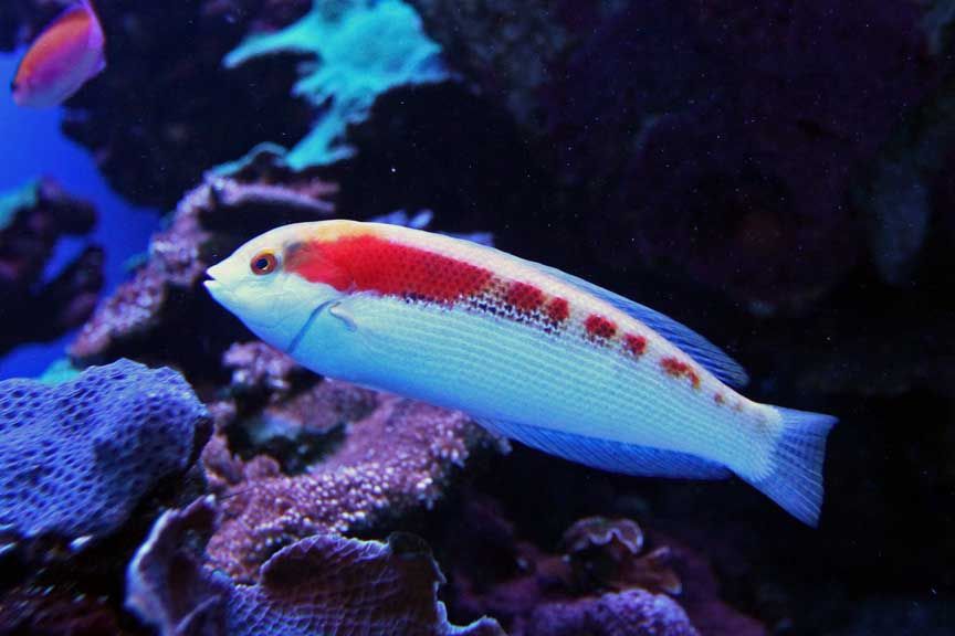 photos of tropical fish