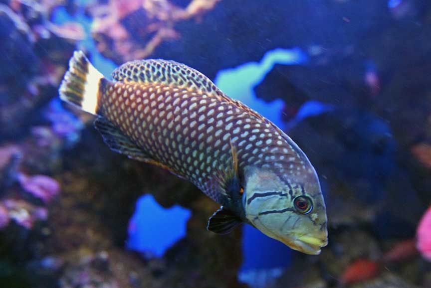 tropical fish photos