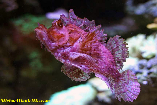tropical fish photo