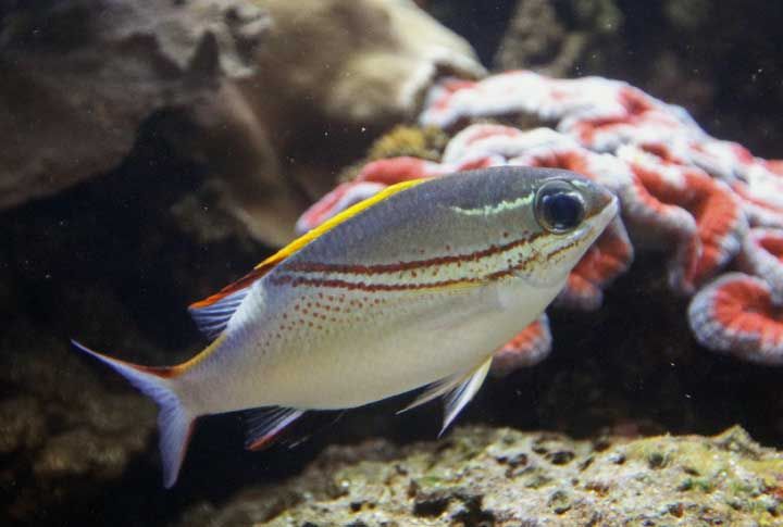 tropical fish photos