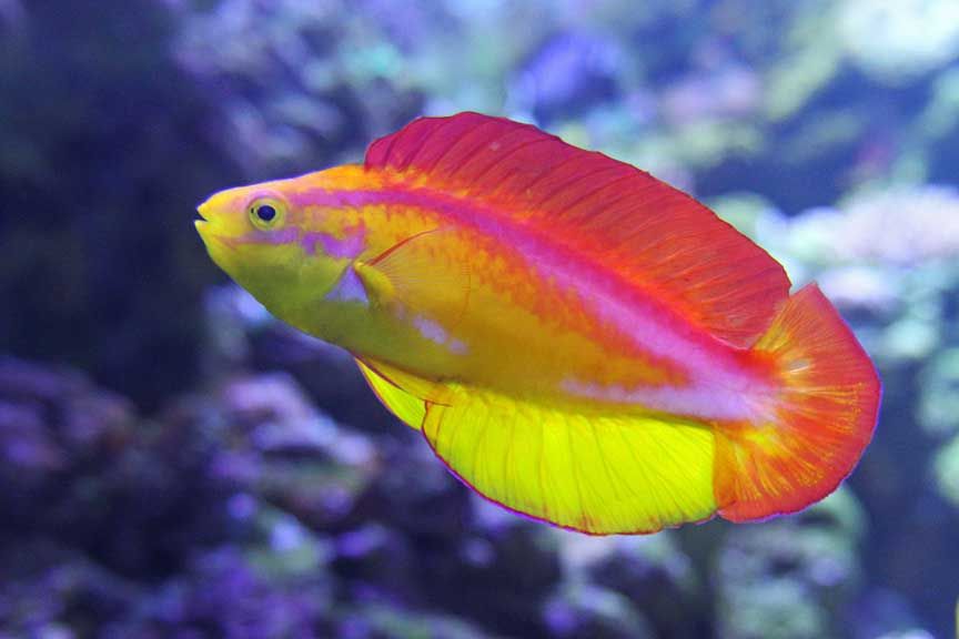 photo of tropical fish