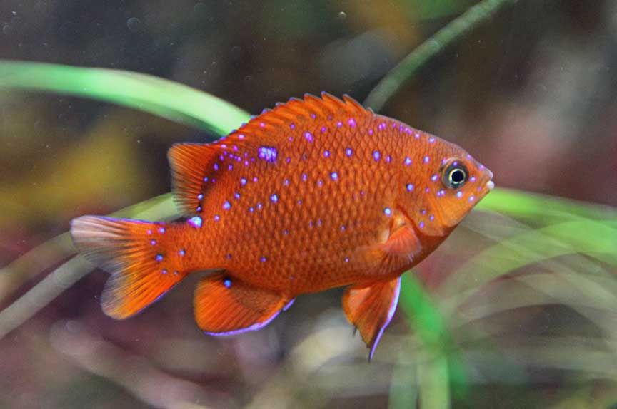 picture of tropical fish