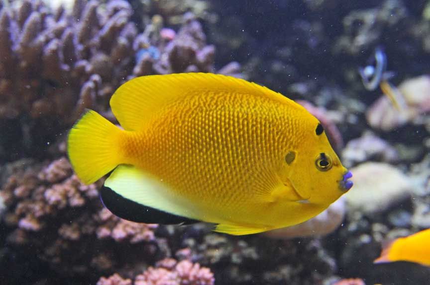 photo of tropical fish