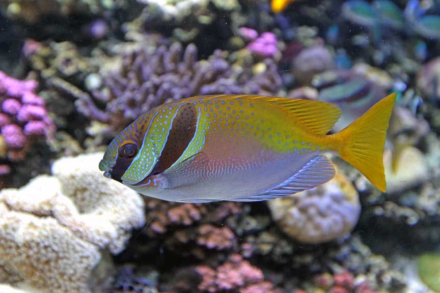 photo of tropical fish