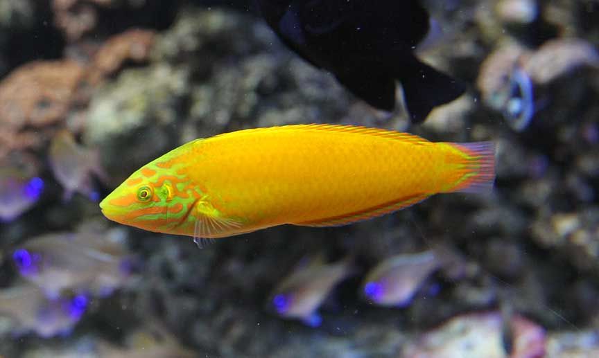 picture of tropical fish