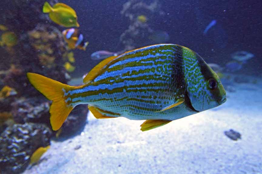 photo of tropical fish