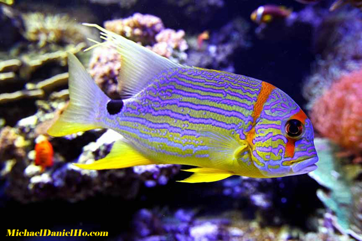 tropical fish photo