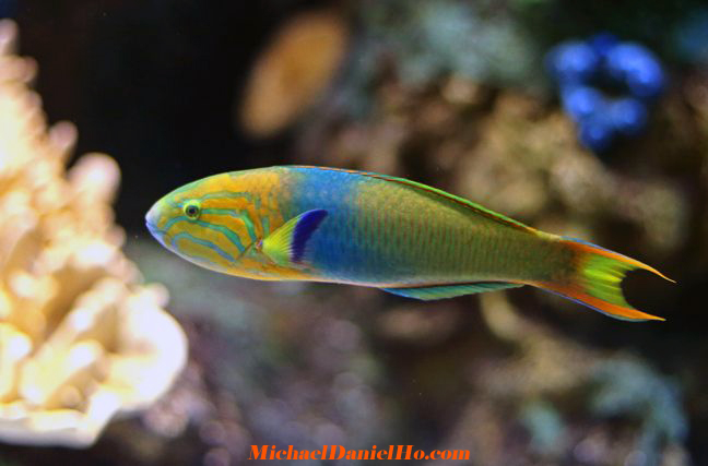 tropical fish photo