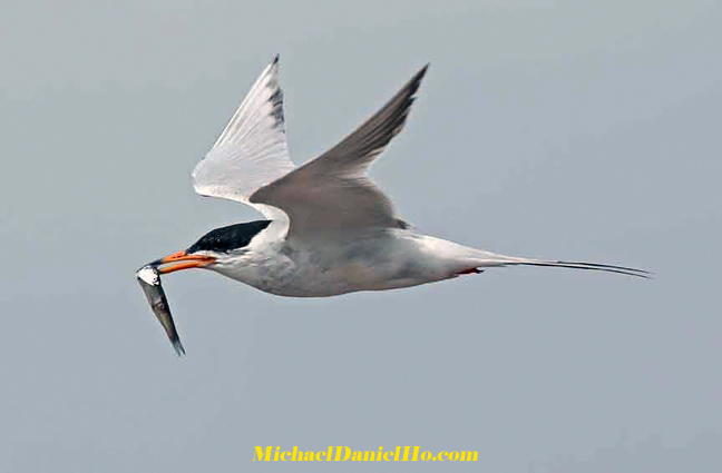 Puffin images