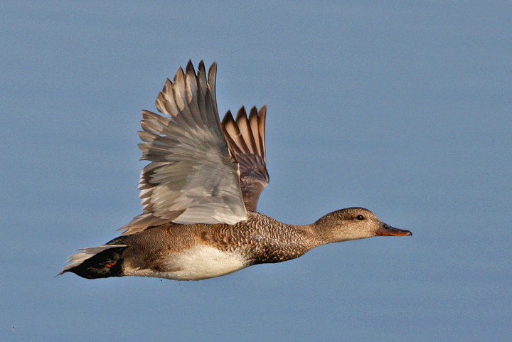 photo of gadwall