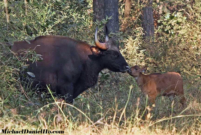 phot of gaur in india