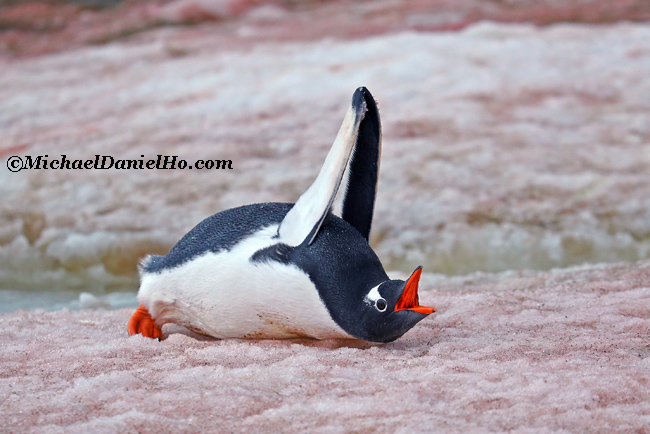 gentoo penguin stretching on ice in antarctica