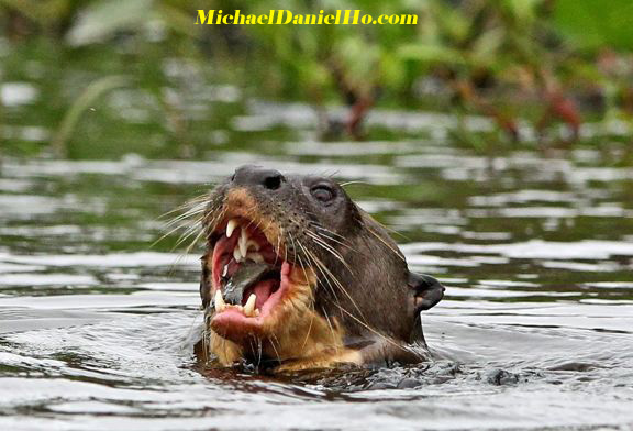 giant river otter in brazil