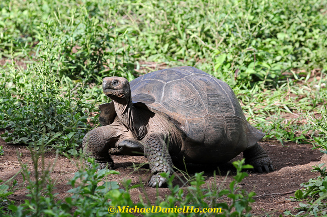photo of giant tortoise in galapagos