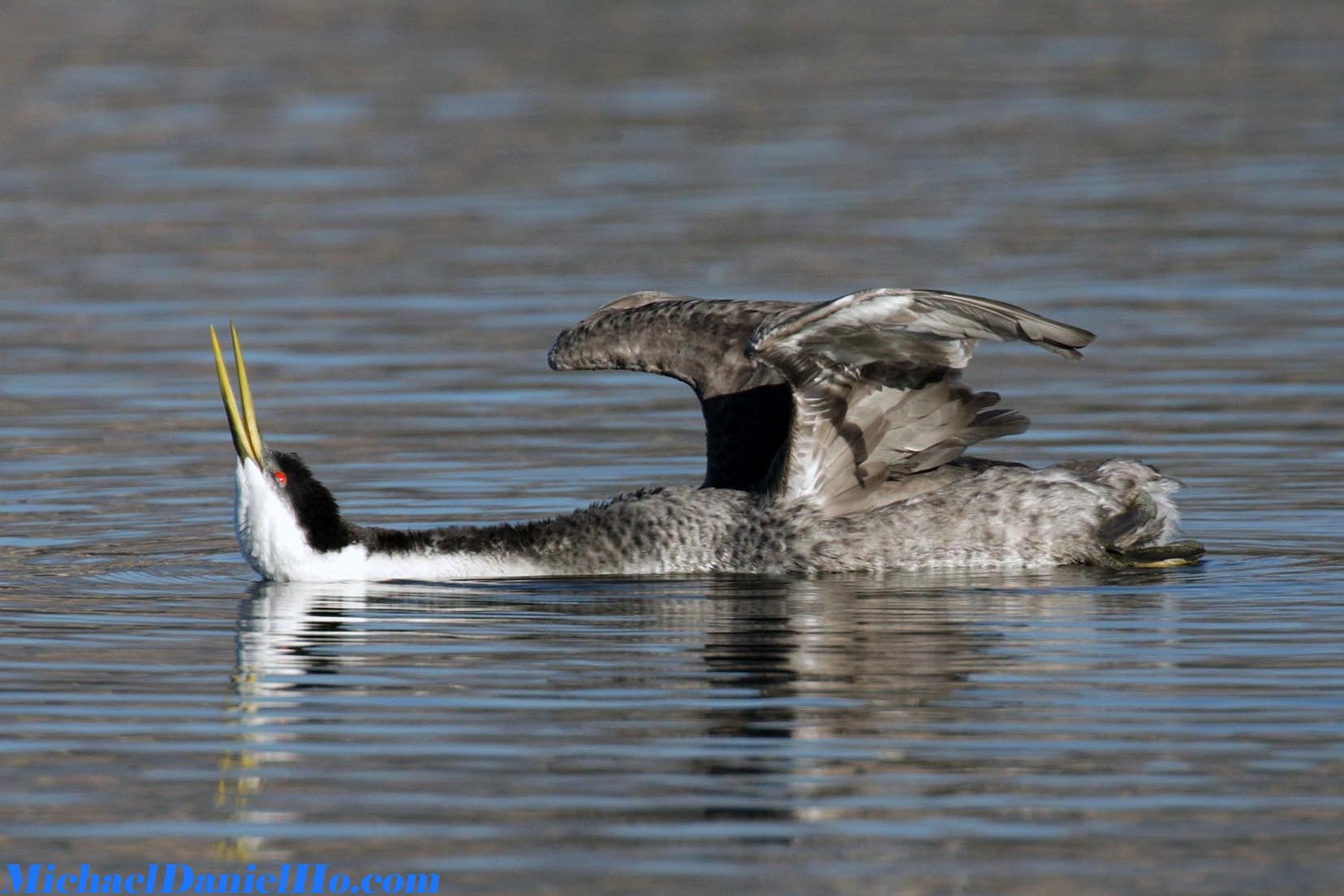 photo of Western Grebe