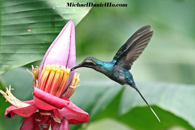 green hermit hummingbird