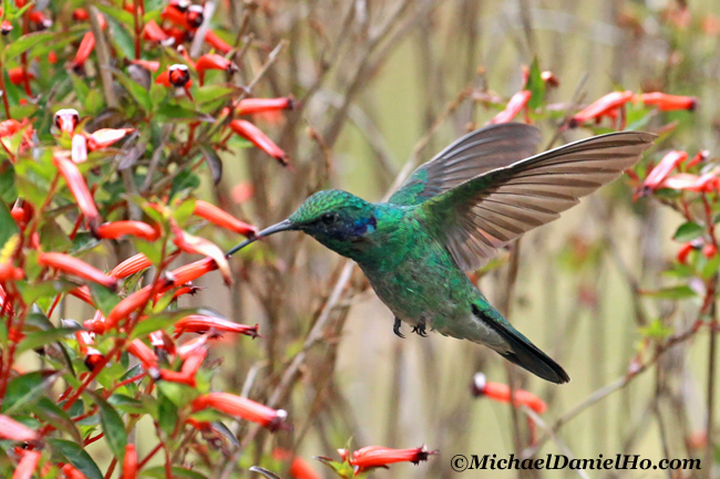 green violet-ear hummingbird in Costa Rica