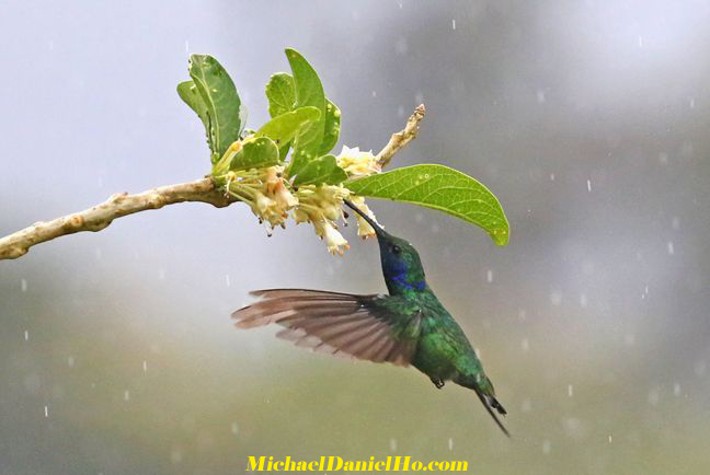 green violetear hummingbird in costa rica photo