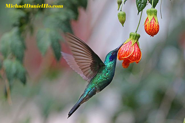 green-violetear-hummingbird in peruvian highland