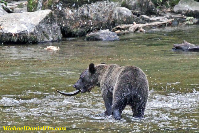 grizzly bear photo