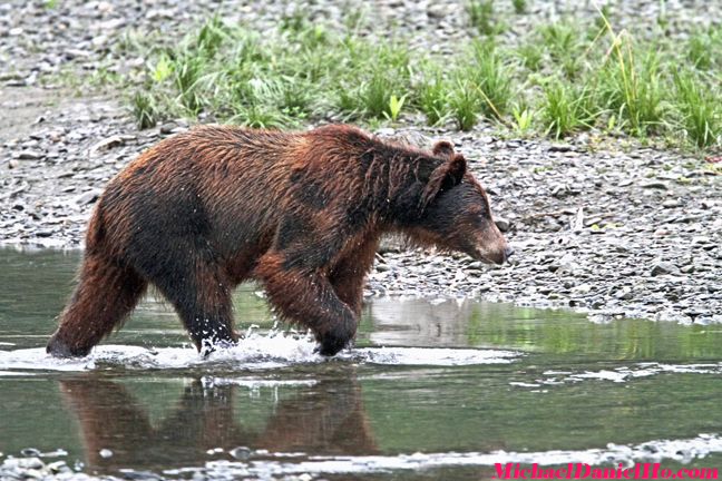 grizzly bear photo