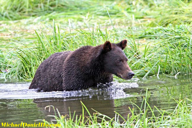 photo of grizzly bear