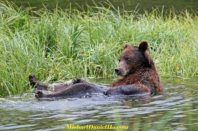 grizzly bear photo