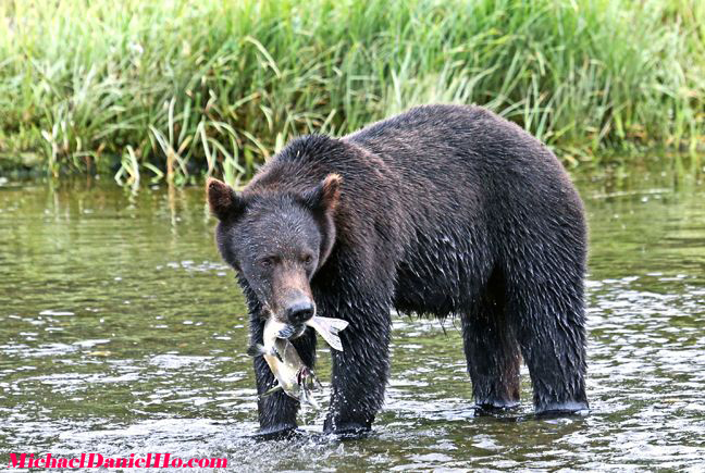 grizzly bear photo