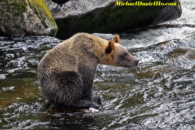 grizzly bear pic
