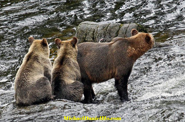 grizzly bear image