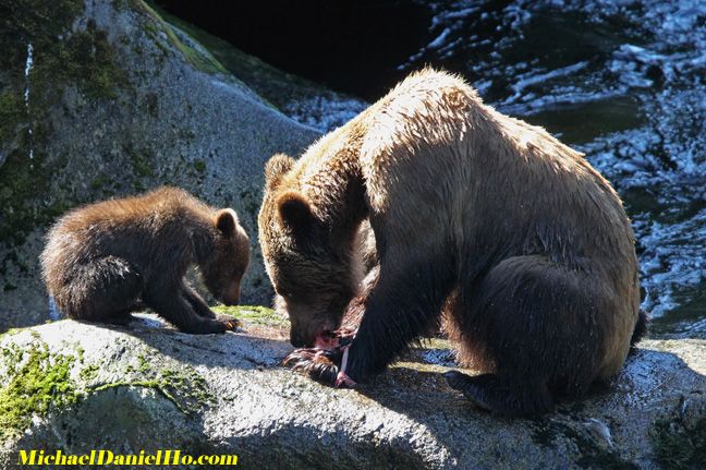 grizzly bear with cub