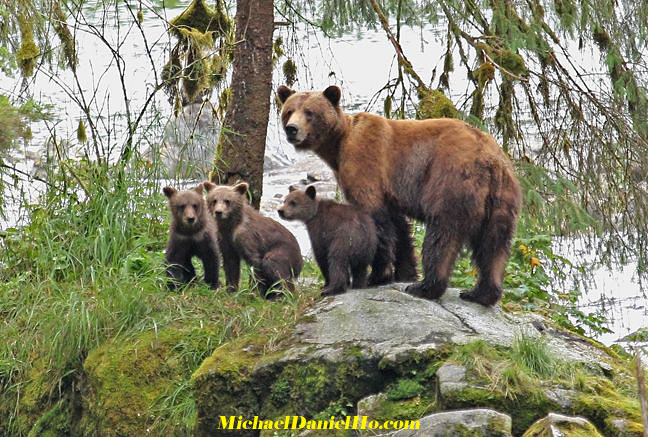 brown bear sow with cubs