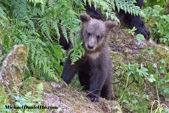 grizzly bear photo