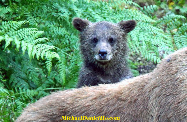 grizzly bear photos