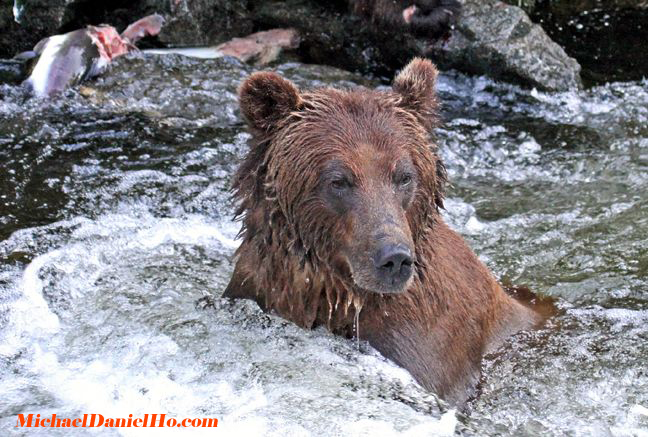 grizzly bear photo