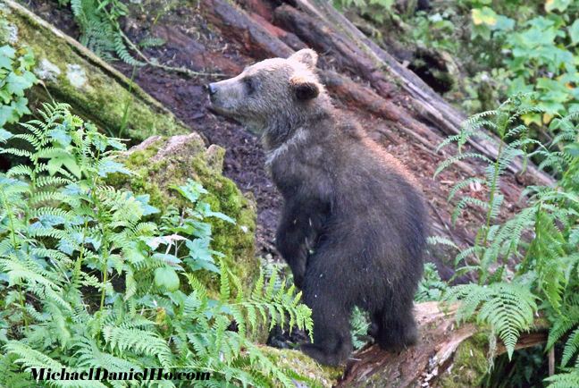 grizzly bear photos