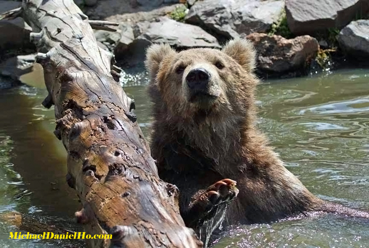 grizzly bear photo