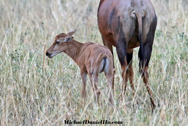 photo of hartebeest calf in Tanzania