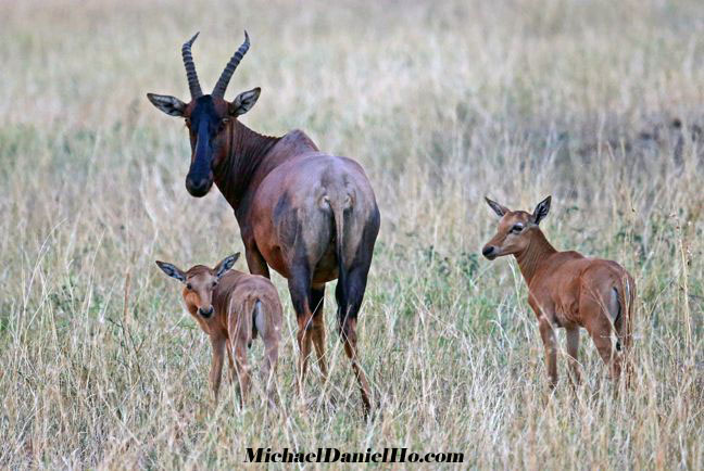 photo of hartebeests in east africa